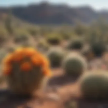 A vibrant desert landscape with native cacti and wildflowers in bloom