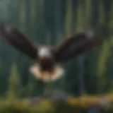 Majestic eagle soaring above lush forest