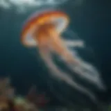 Elegant Jellyfish gracefully gliding through the ocean