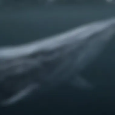 A majestic blue whale swimming gracefully in the ocean