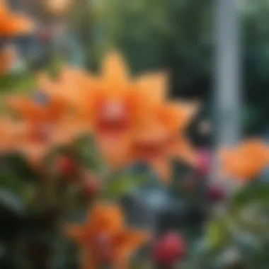 Close-up of vibrant blooming flowers in a Manhattan botanical garden