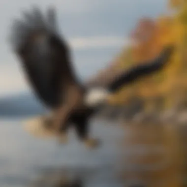 Majestic bald eagle soaring over the Hudson River in New York