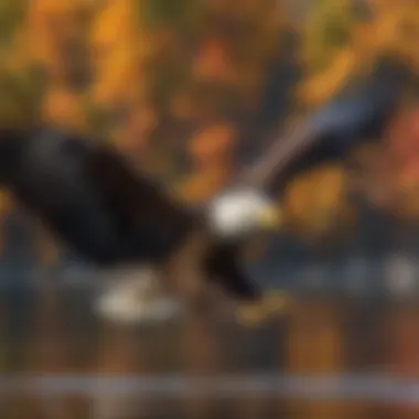 Majestic Bald Eagle Soaring over Hudson River