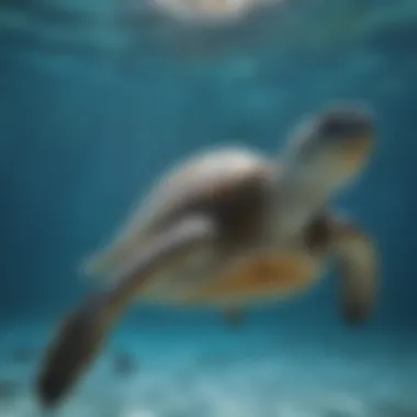 A sea turtle gliding through clear blue waters