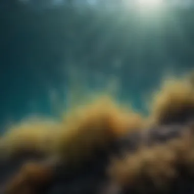 Phytoplankton Blooms and Their Impact Phytoplankton bloom in ocean waters