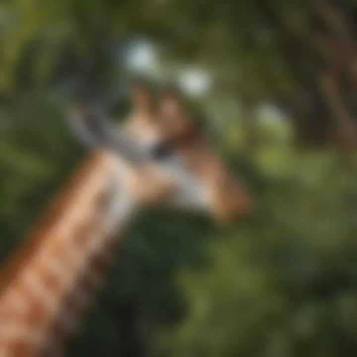 Graceful Giraffe Feeding on Acacia Leaves