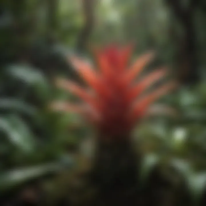 Exotic Bromeliad Plant in Rainforest