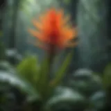 Exotic Rainforest Flora