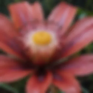 A close-up of a unique flower species native to the rainforest, highlighting its exotic features.