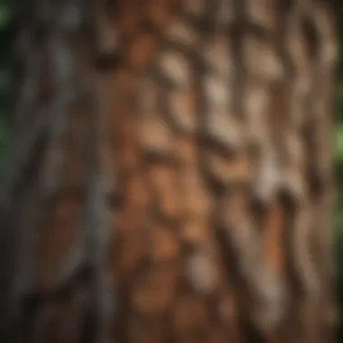 Close-up of intricate Amazon Tree bark patterns
