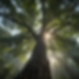 Majestic Amazon Tree canopy in sunlight