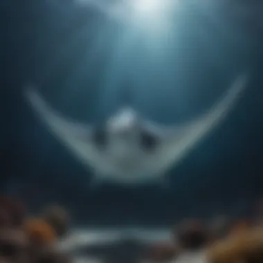 Elegant Manta Ray gliding through ocean depths