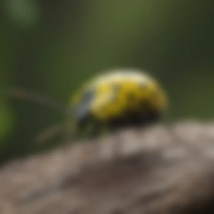 Spotted Cucumber Beetle in Natural Habitat