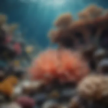 Diverse Coral Reef