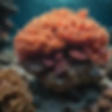 Vibrant coral reefs teeming with diverse marine life in The Bahamas