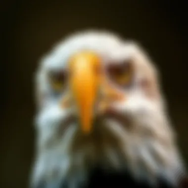 Close-up of a bald eagle with piercing yellow eyes and a sharp beak