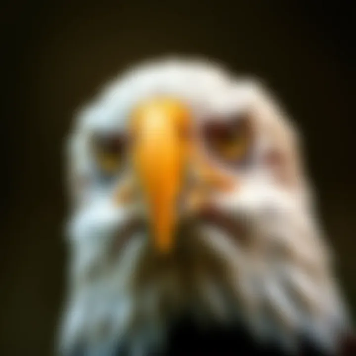 Close-up of a bald eagle with piercing yellow eyes and a sharp beak