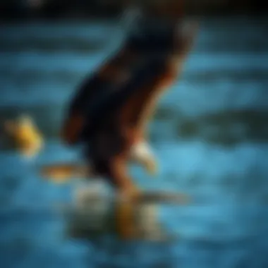 Bald eagle hunting for fish in a river