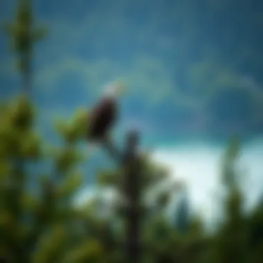 Bald eagle perched on a tall tree overlooking a lake