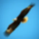 Bald eagle soaring majestically against a clear blue sky