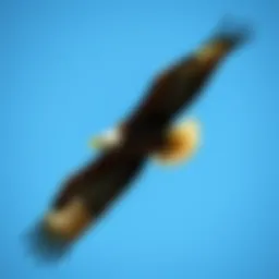 Bald eagle soaring majestically against a clear blue sky