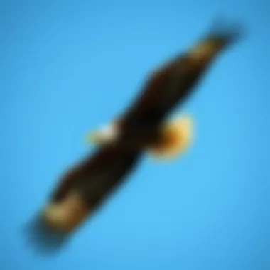 Bald eagle soaring majestically against a clear blue sky