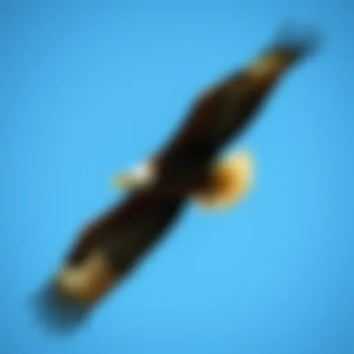 Bald eagle soaring majestically against a clear blue sky