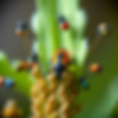 Colorful insects showcasing biodiversity