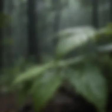 Rainfall in a dense forest with droplets on leaves