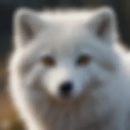 Diverse color variations of Arctic fox fur