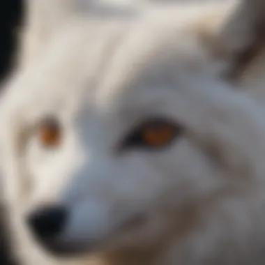 Close-up of Arctic fox fur texture and shades