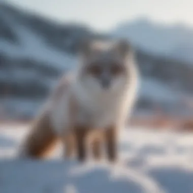 Arctic fox in snowy landscape showcasing seasonal color change