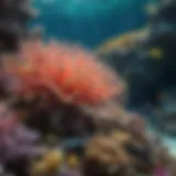 Vibrant coral reef teeming with marine life