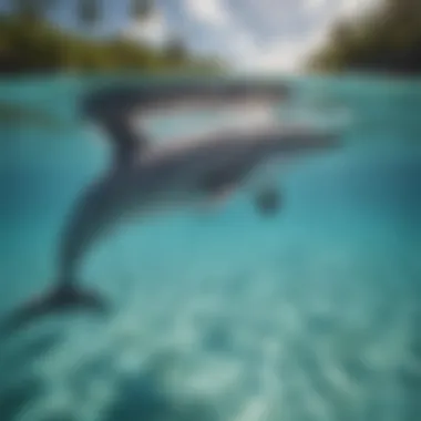 Dolphins in the Serene Waters of the Bahamas Dolphins swimming in crystal clear waters