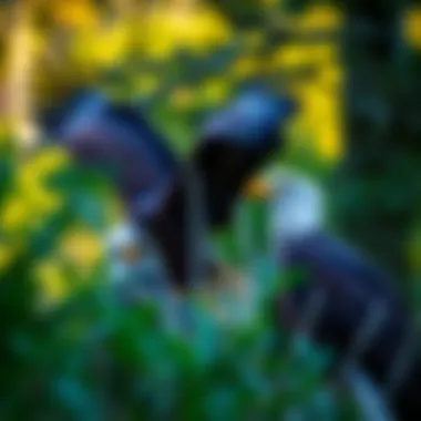 Bald eagles in their natural habitat, illustrating their roles in the ecosystem.