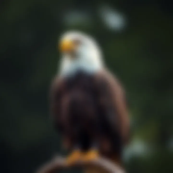 A female bald eagle perched on a branch, showcasing its distinctive features.