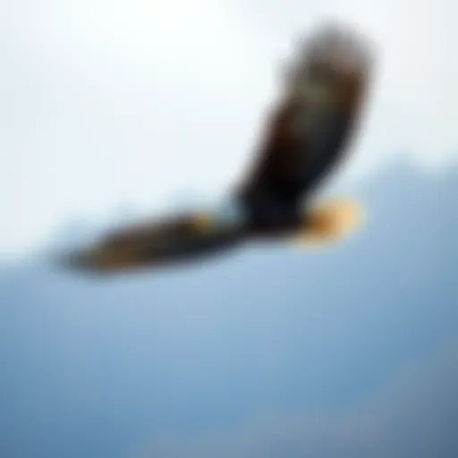 A majestic male bald eagle soaring through the sky.