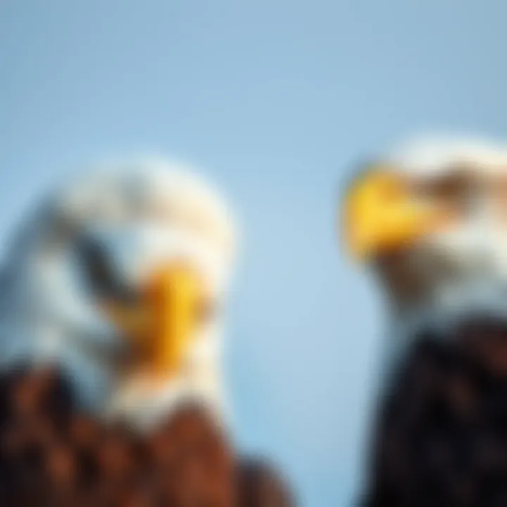 Close-up of the plumage variations between male and female bald eagles.