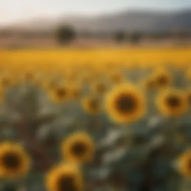 Golden fields of sunflowers stretching across the Spanish countryside.