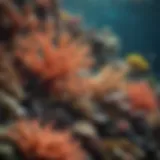 A vibrant coral reef teeming with diverse marine life