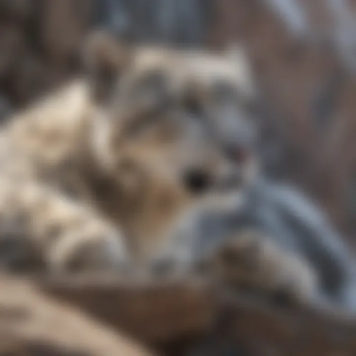 A graceful snow leopard perched on a rocky ledge