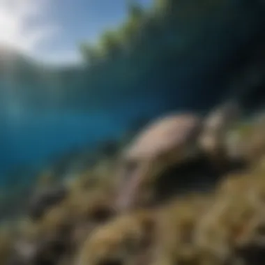 Vibrant marine life in Samoa's crystal-clear waters