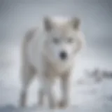 Arctic wolf prowling in the snow
