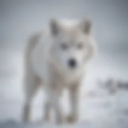 Arctic wolf prowling in the snow
