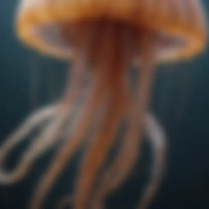 Close-up view of jellyfish anatomy showcasing its unique structure