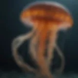 A vibrant jellyfish floating gracefully in the ocean