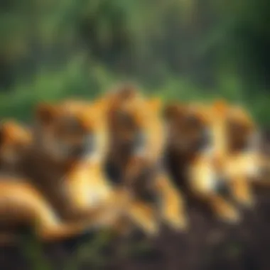A group of lions lounging together, highlighting social behavior.
