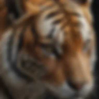 Close-up of tiger anatomy showcasing its striking features