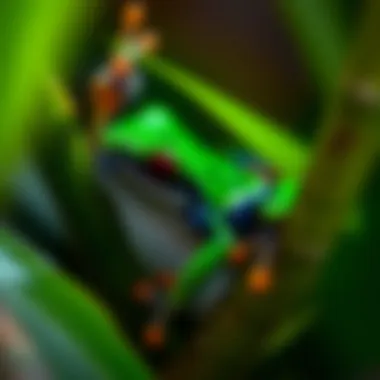 A colorful poison dart frog camouflaged among the leaves