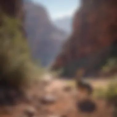 Diverse flora and fauna within the Grand Canyon ecosystem